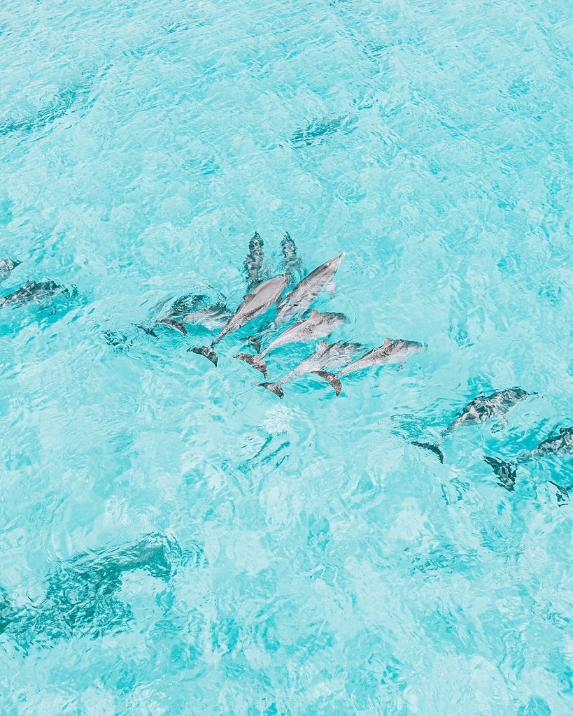 แชร์ 5 จุดดำน้ำลึก (Scuba Diving) ที่สวยที่สุดในไทย พร้อมแนะนำไอเทม Ripcurl ที่เหมาะกับการลงน้ำ